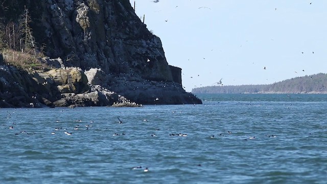 Ustura Gagalı Alk - ML343763711