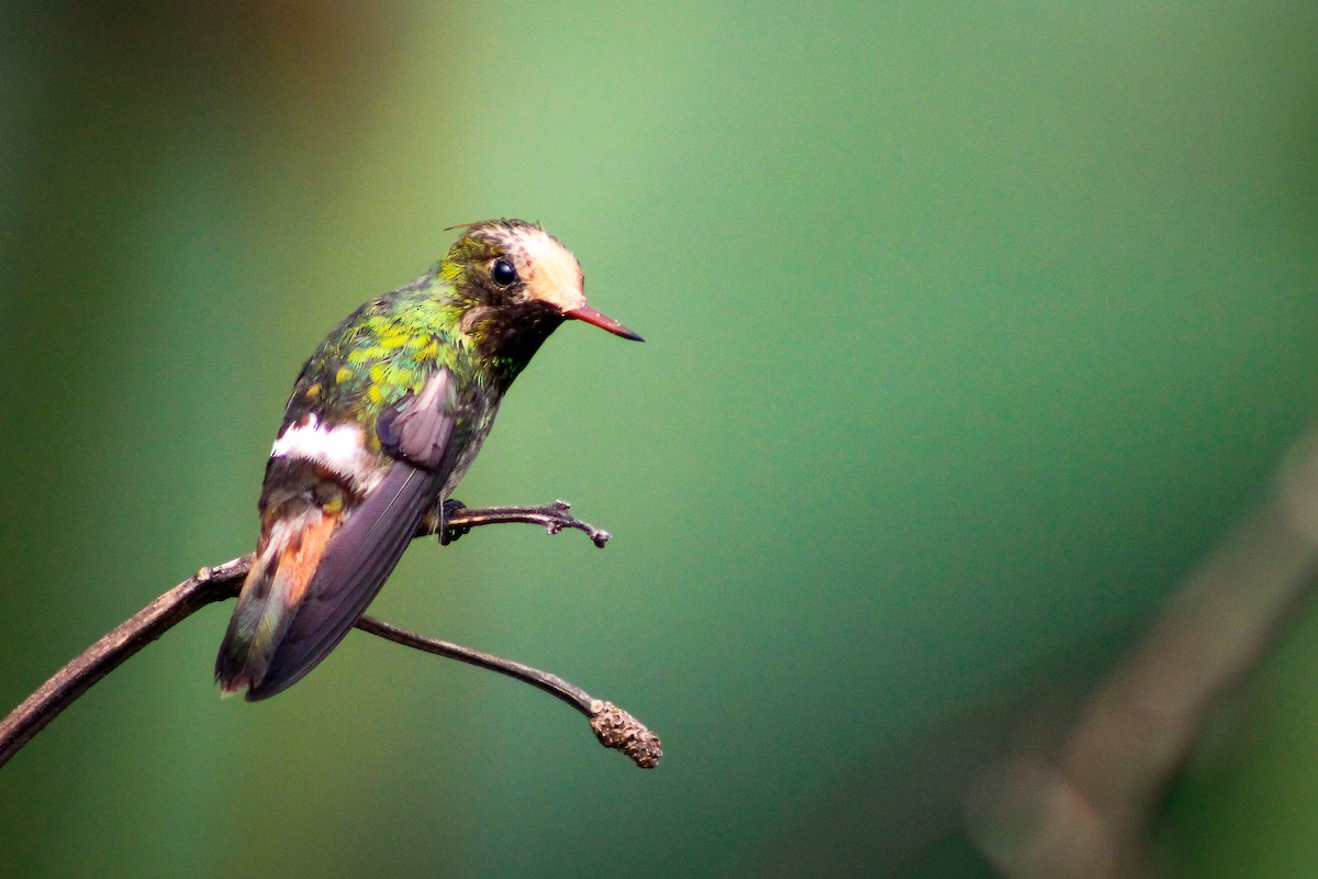 Spangled Coquette - Carlos López Ardila