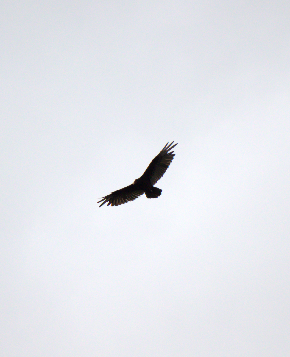 Turkey Vulture - ML343764311