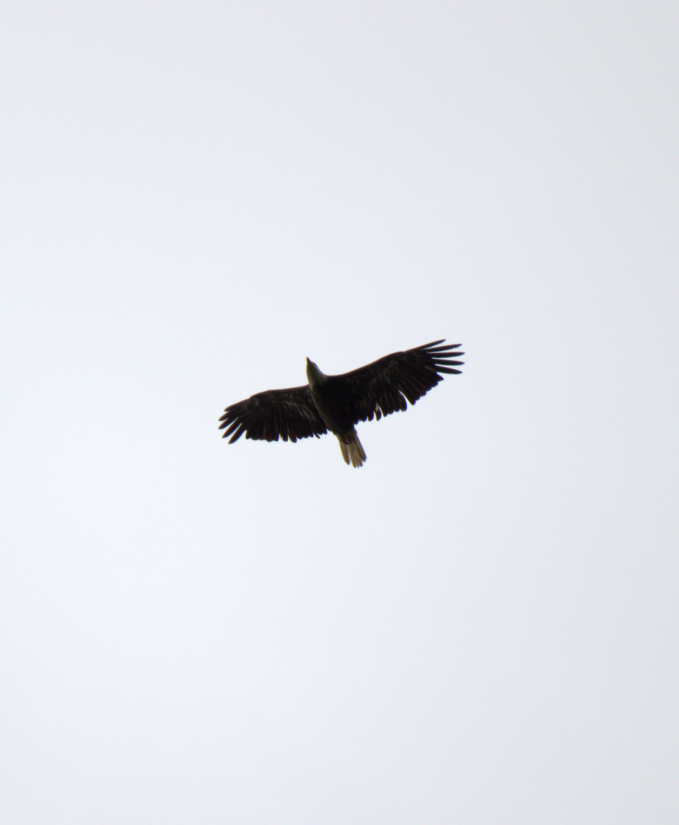 Bald Eagle - ML343764321