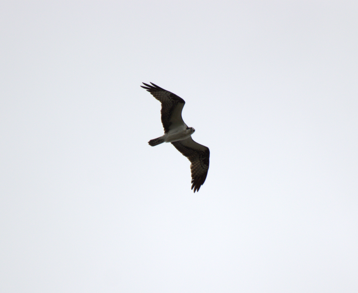 Águila Pescadora - ML343764341