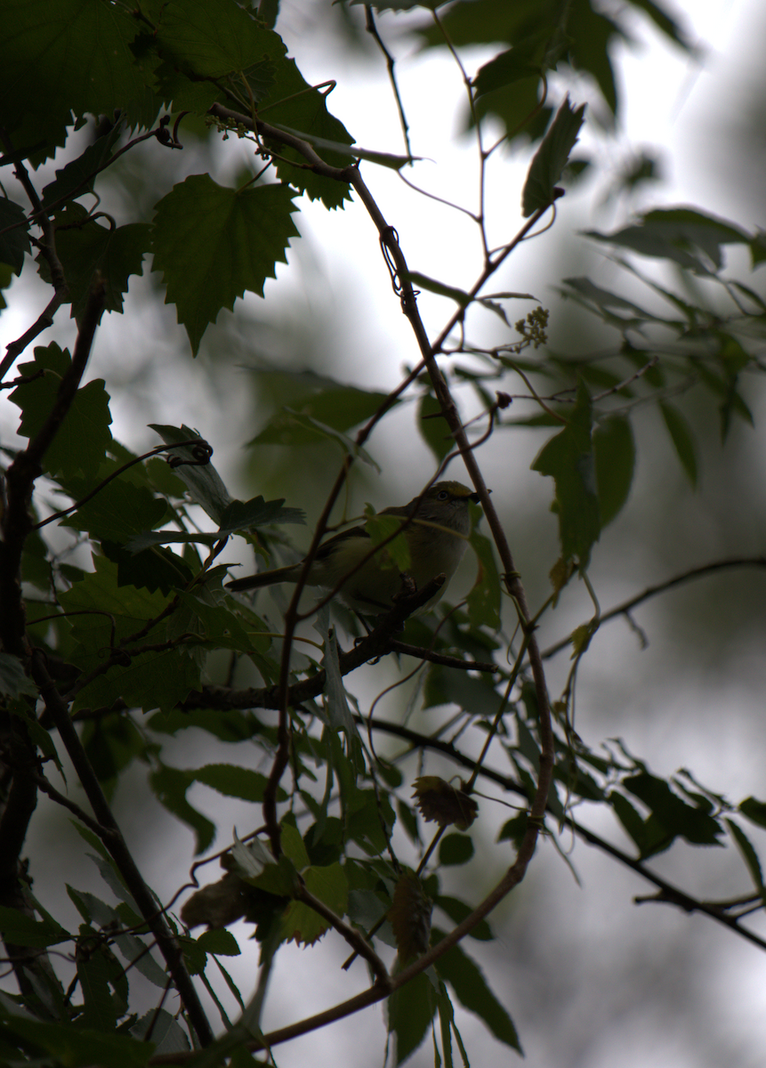 White-eyed Vireo - Kyle Huntley