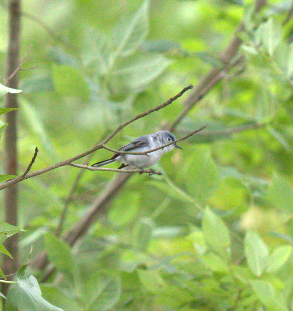 Blue-gray Gnatcatcher - ML343764421