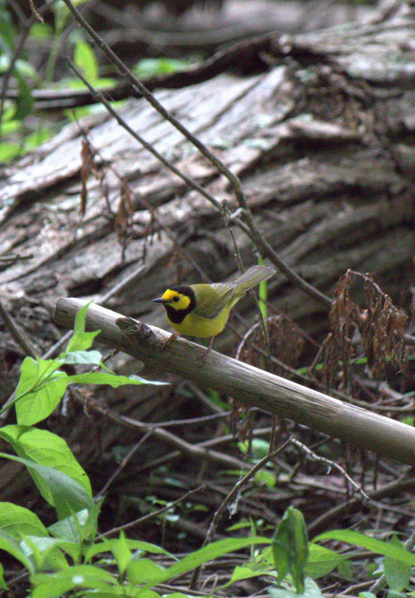 Hooded Warbler - ML343764481