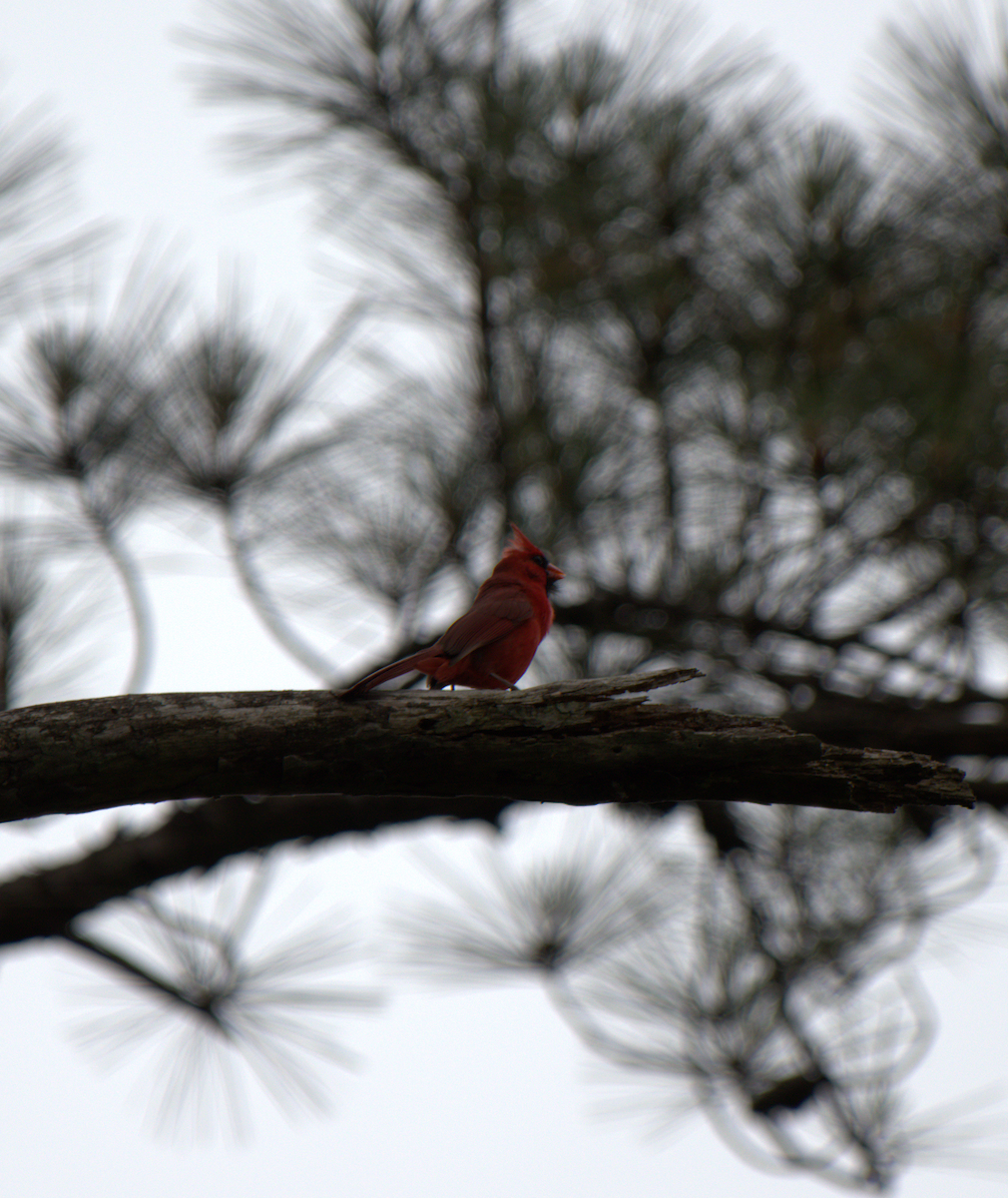 Northern Cardinal - ML343764521