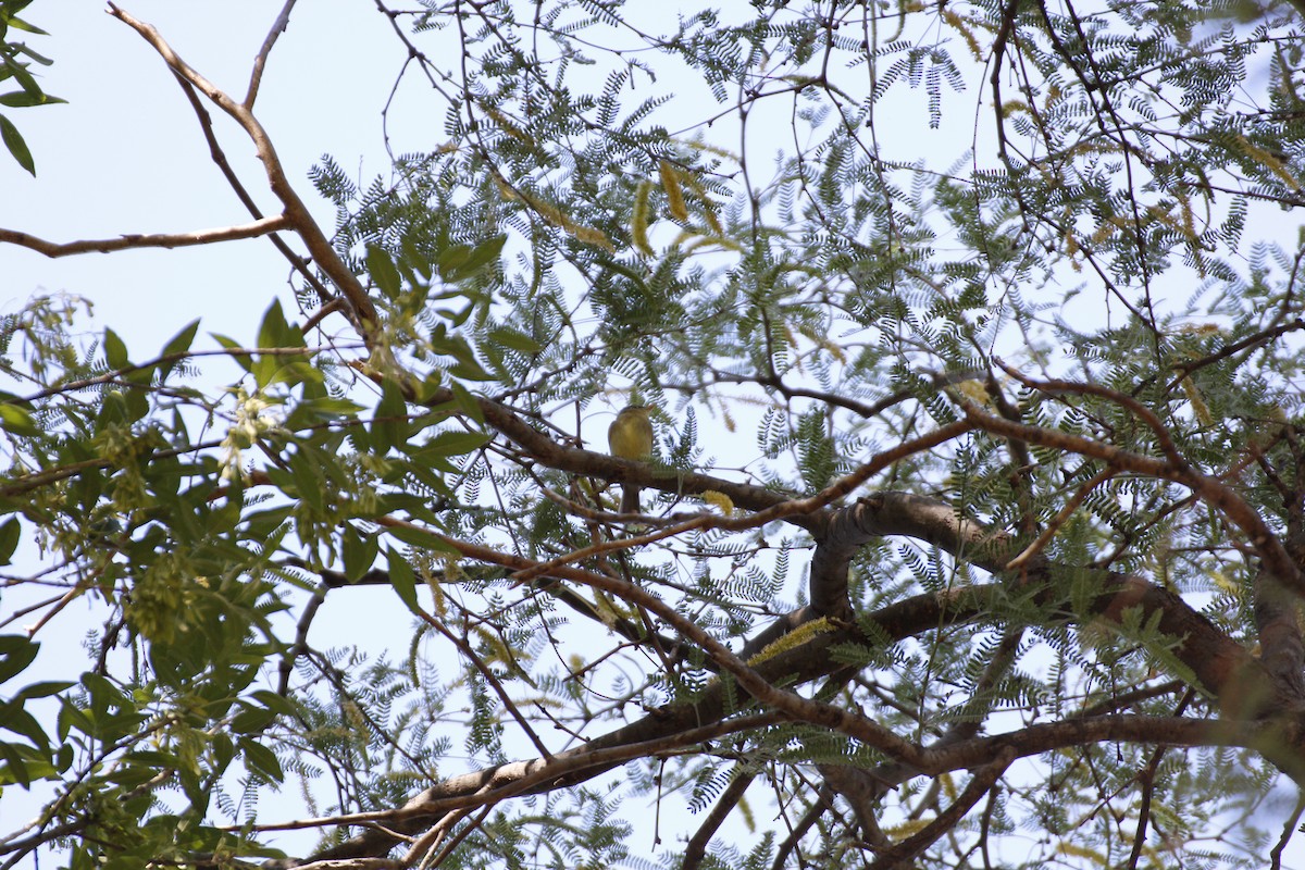 Western Flycatcher (Pacific-slope) - ML343764831