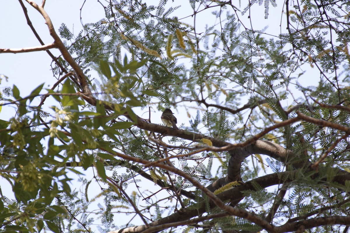 Western Flycatcher (Pacific-slope) - ML343764841