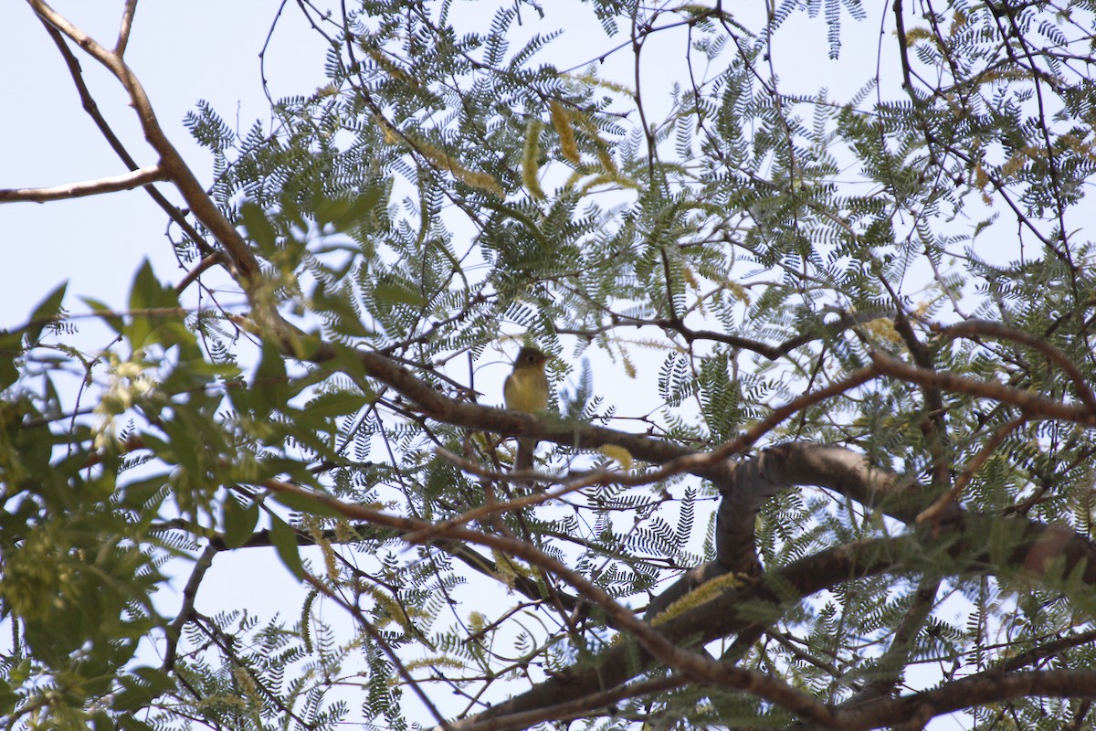 Western Flycatcher (Pacific-slope) - ML343764921