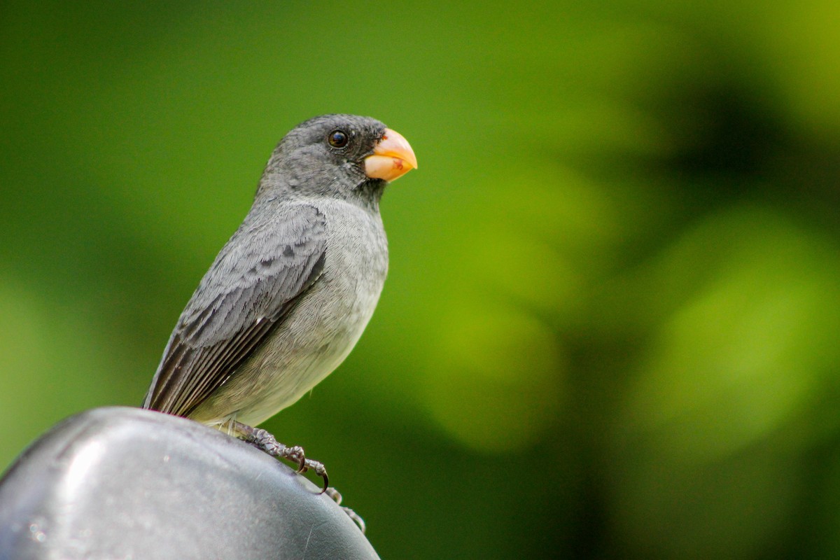 Gray Seedeater - Carlos López Ardila