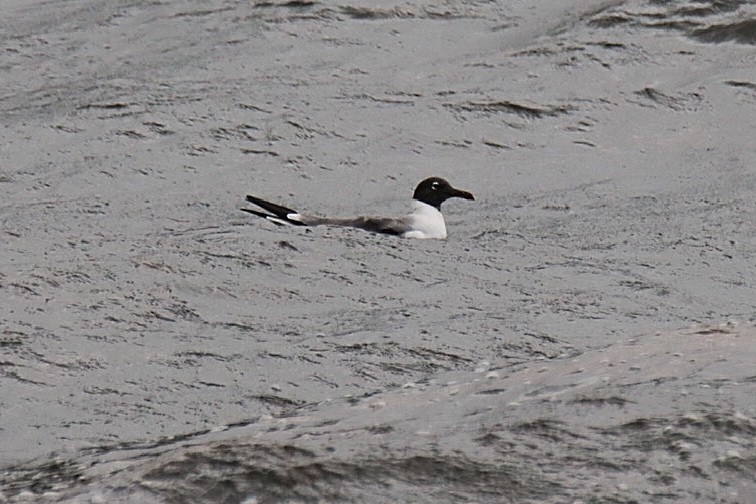 Mouette atricille - ML343765631