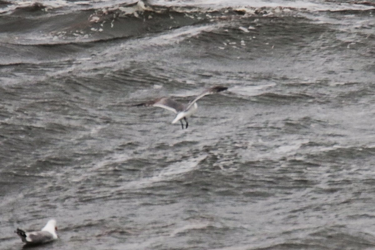 Mouette atricille - ML343765651