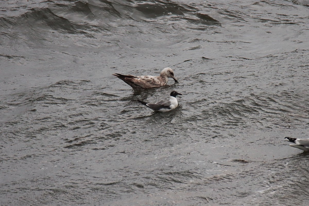 Mouette atricille - ML343765671