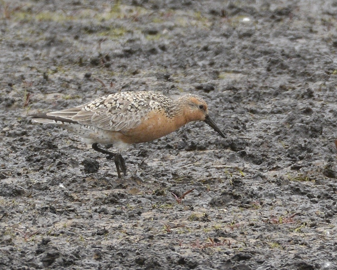 Red Knot - ML343766721