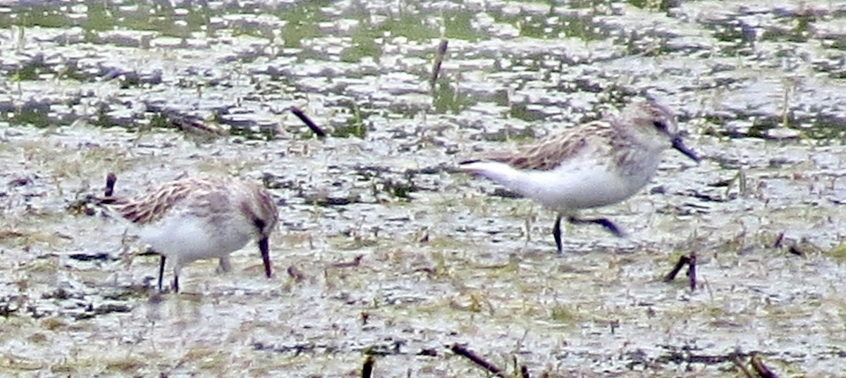 Semipalmated Sandpiper - ML343768751