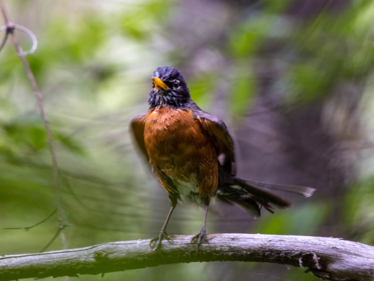 American Robin - Pierre Fournier