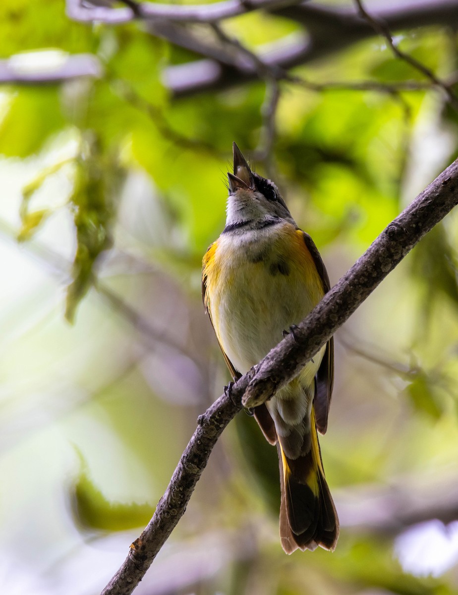 Paruline flamboyante - ML343769451