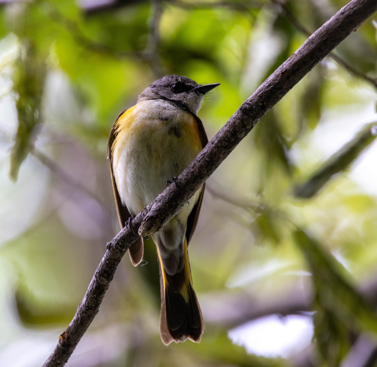 American Redstart - ML343769481