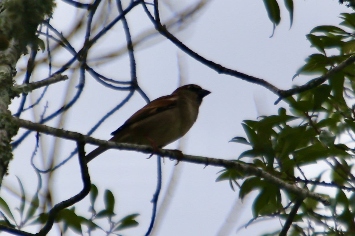 Moineau domestique - ML343770161