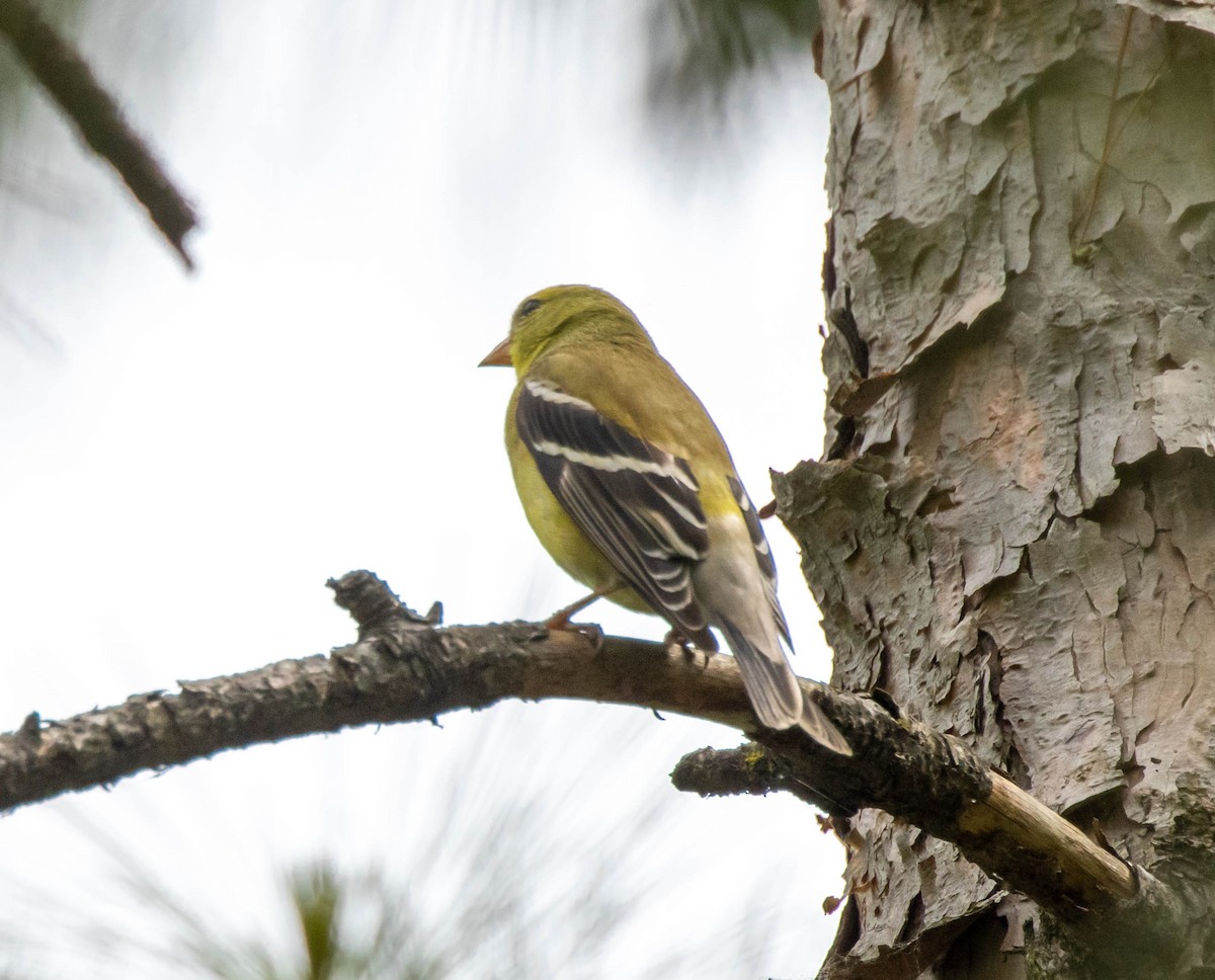 American Goldfinch - Pierre Fournier