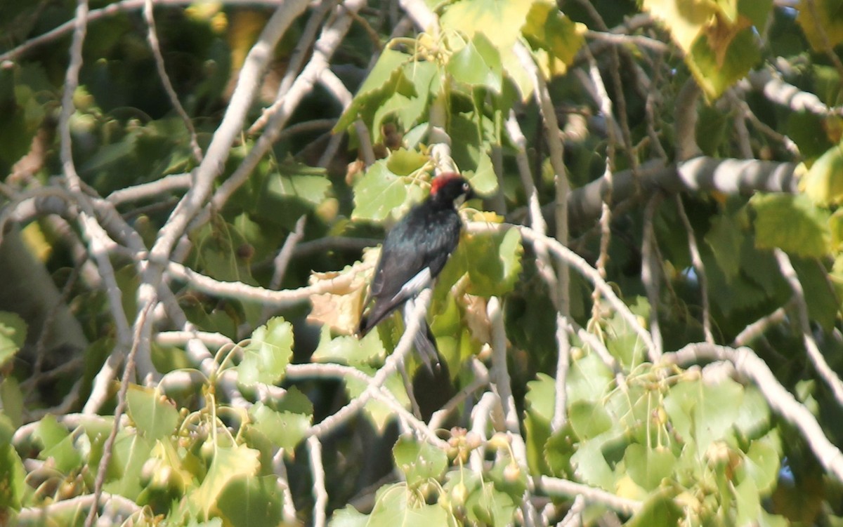 Acorn Woodpecker - ML34377051