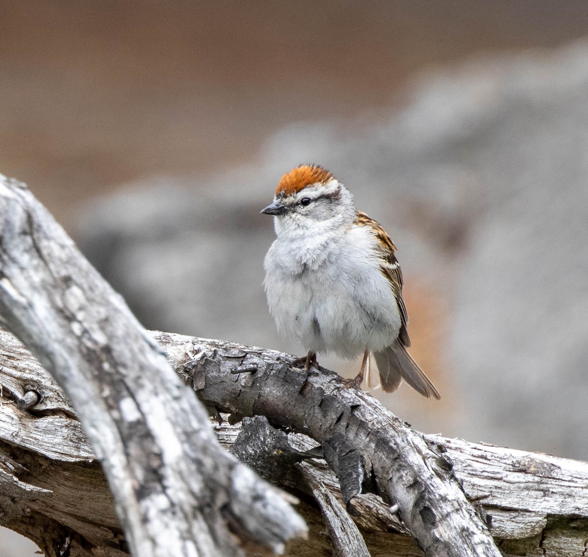 Chipping Sparrow - Pierre Fournier