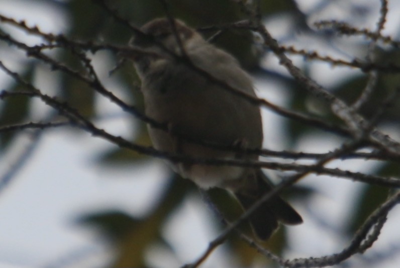 Moineau domestique - ML343772191