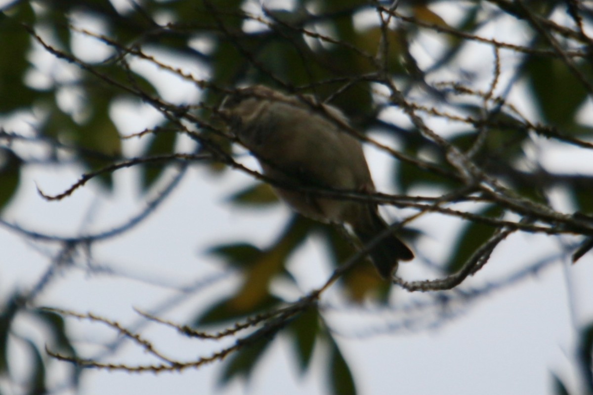 House Sparrow - ML343772311