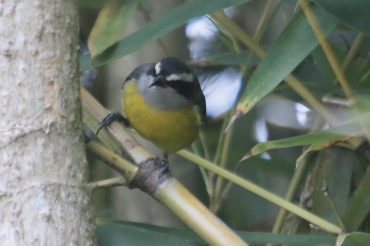 Bananaquit - ML343773031