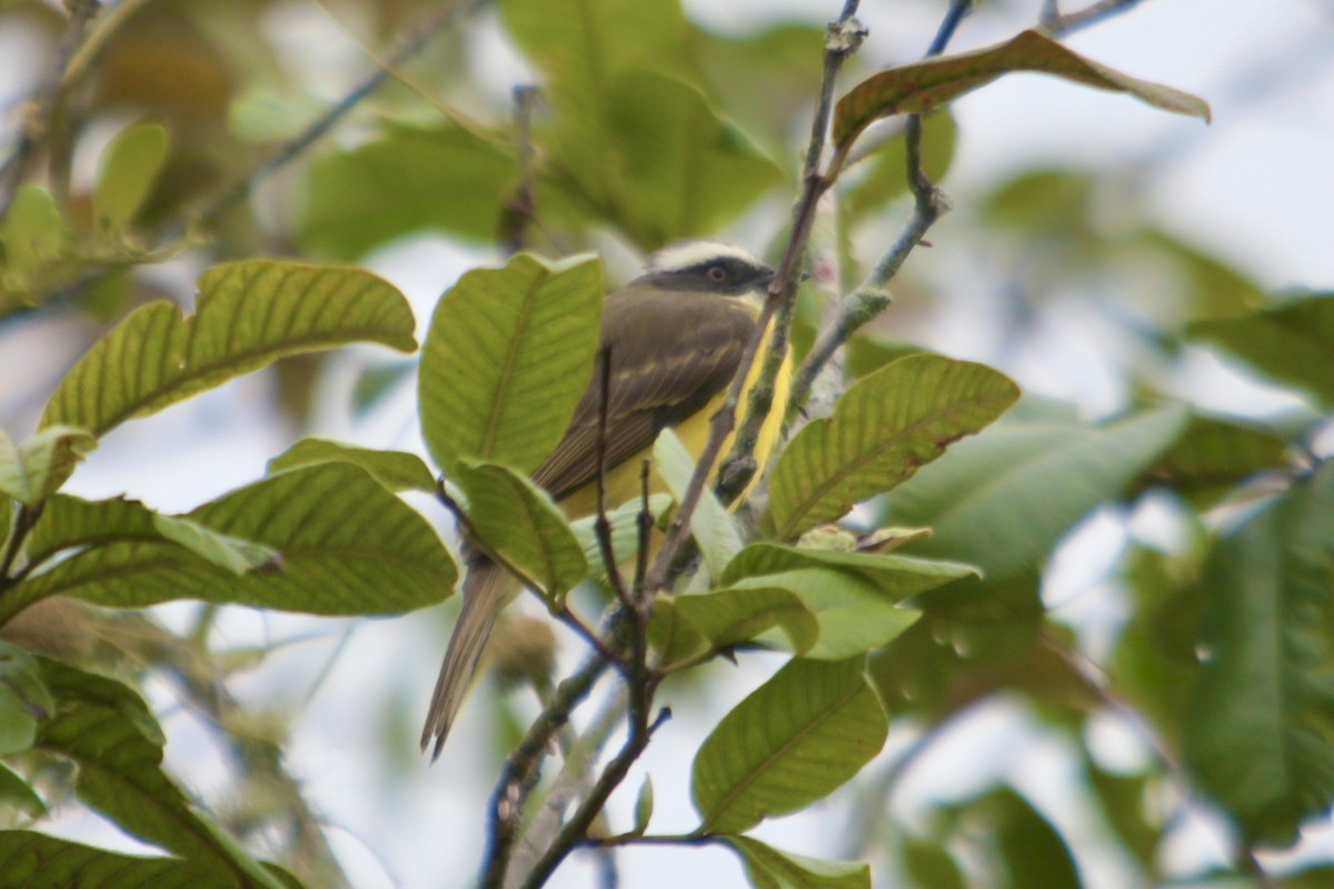 アカボウシヒタキモドキ - ML343773191