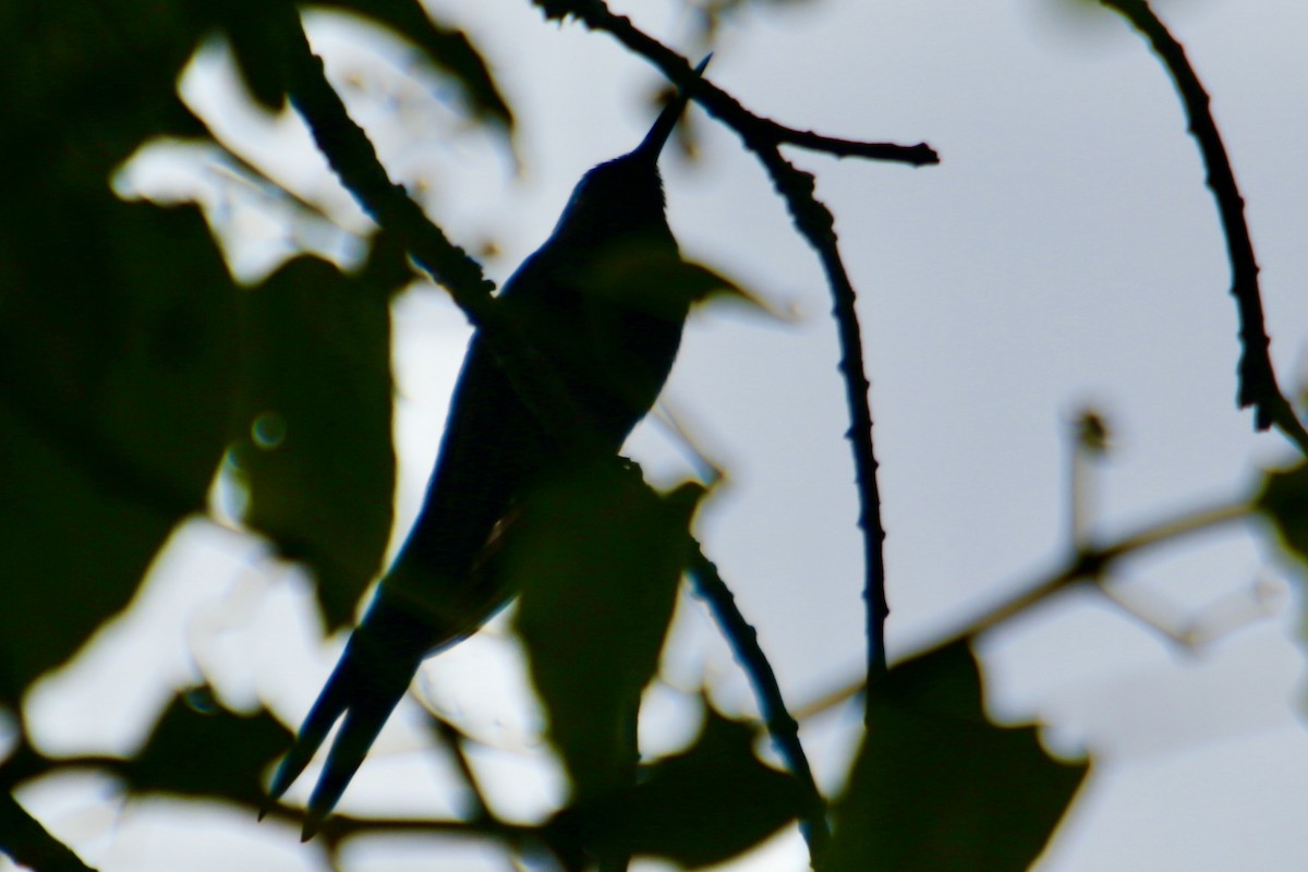 Colibrí Golondrina - ML343773441