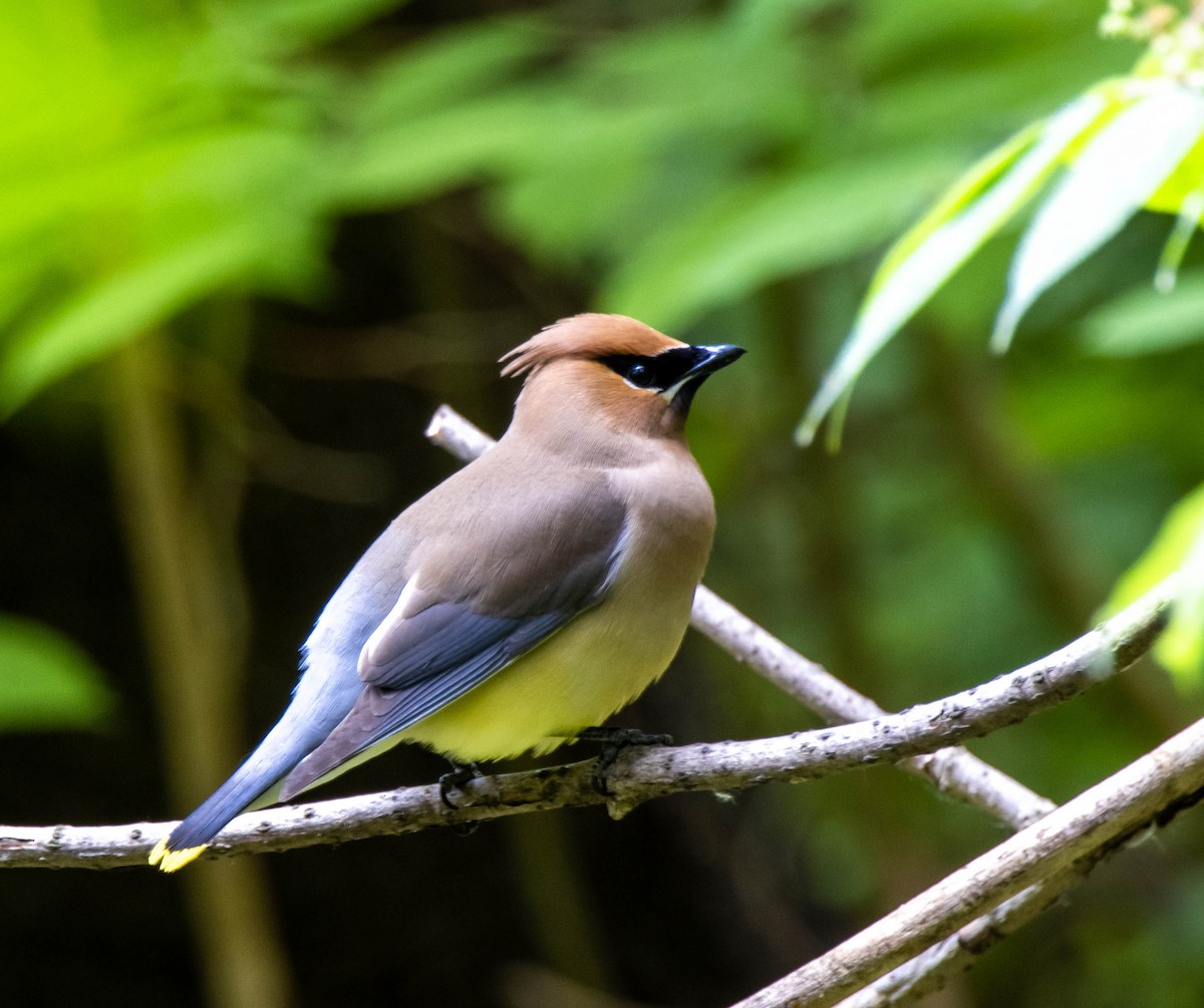 Cedar Waxwing - Pierre Fournier