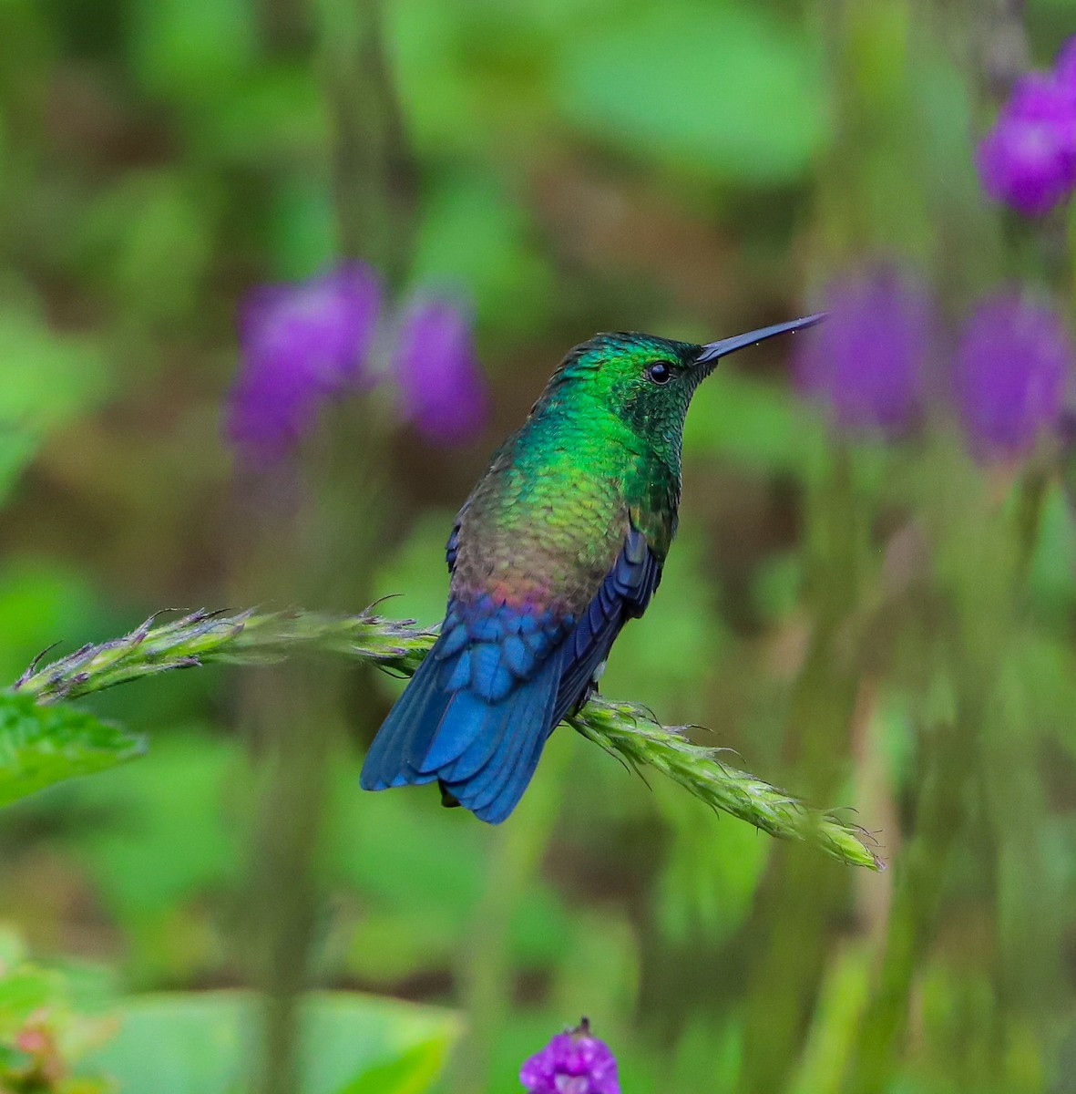 Blue-vented Hummingbird - Carlos Roberto Chavarria