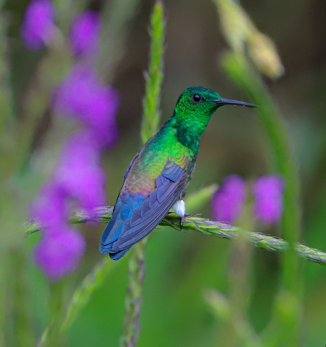 Blue-vented Hummingbird - Carlos Roberto Chavarria