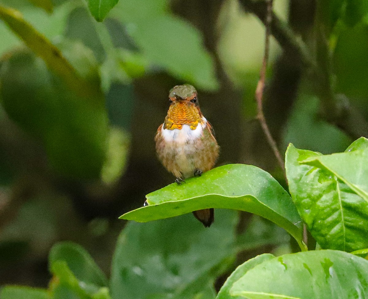 Scintillant Hummingbird - Carlos Roberto Chavarria