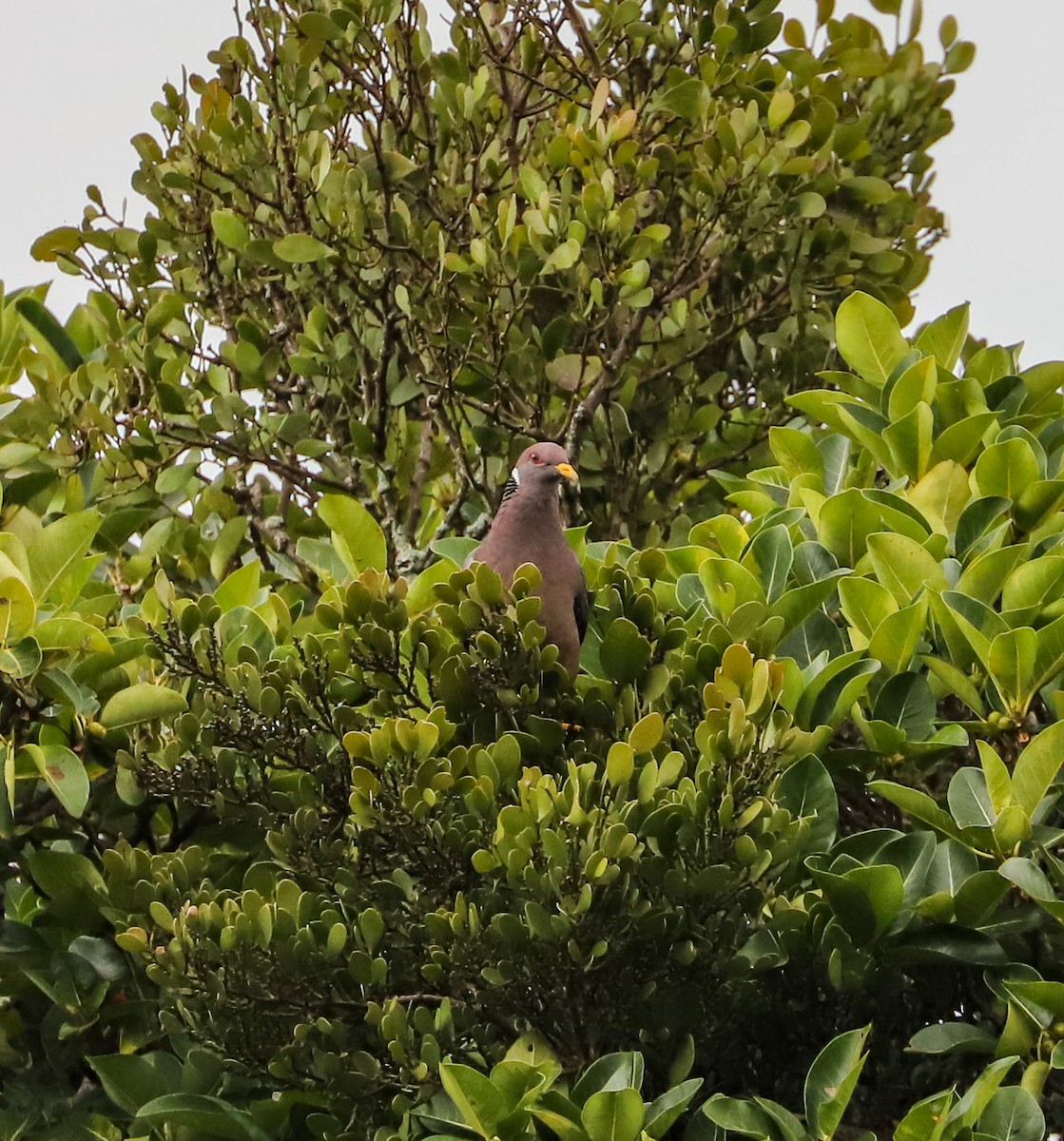 Band-tailed Pigeon - Carlos Roberto Chavarria