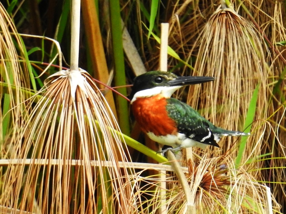 Martin-pêcheur vert - ML343776931