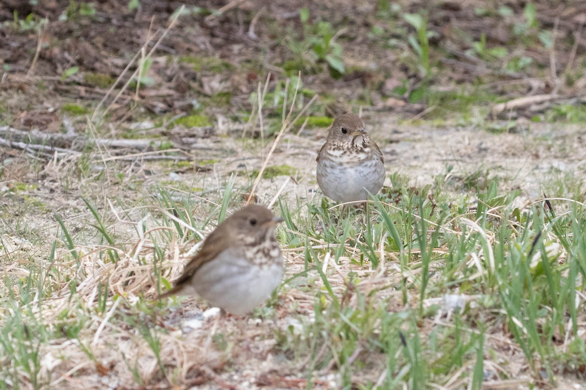 Bicknell's Thrush - ML343778191