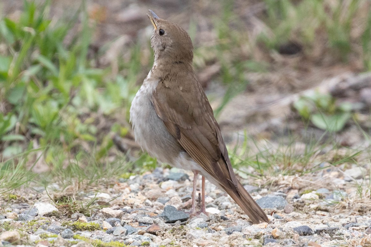 Bicknell's Thrush - David Moon