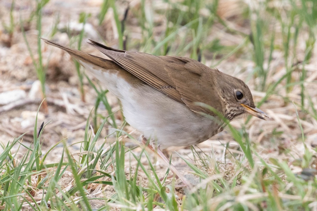 Bicknell's Thrush - David Moon