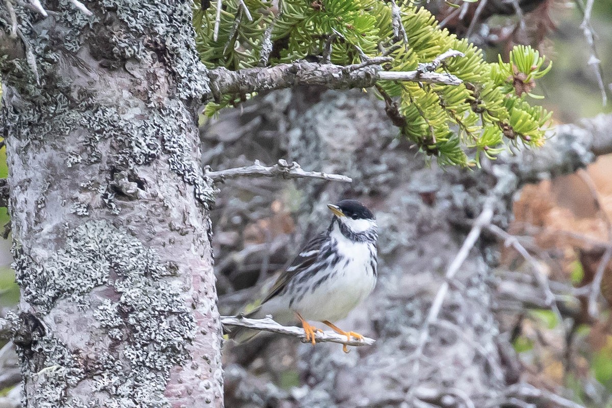 Blackpoll Warbler - ML343778611