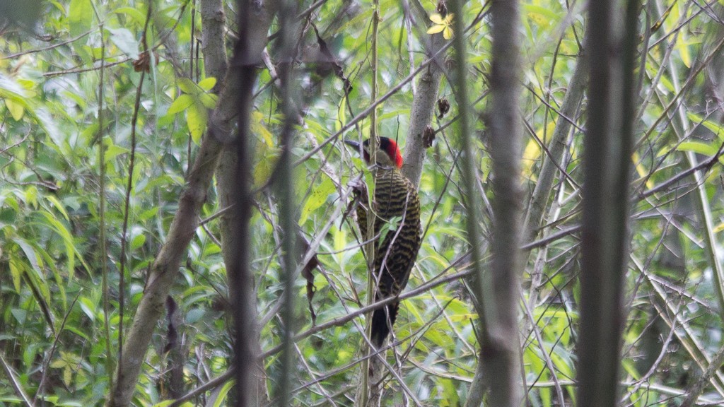 Green-barred Woodpecker - ML343782781