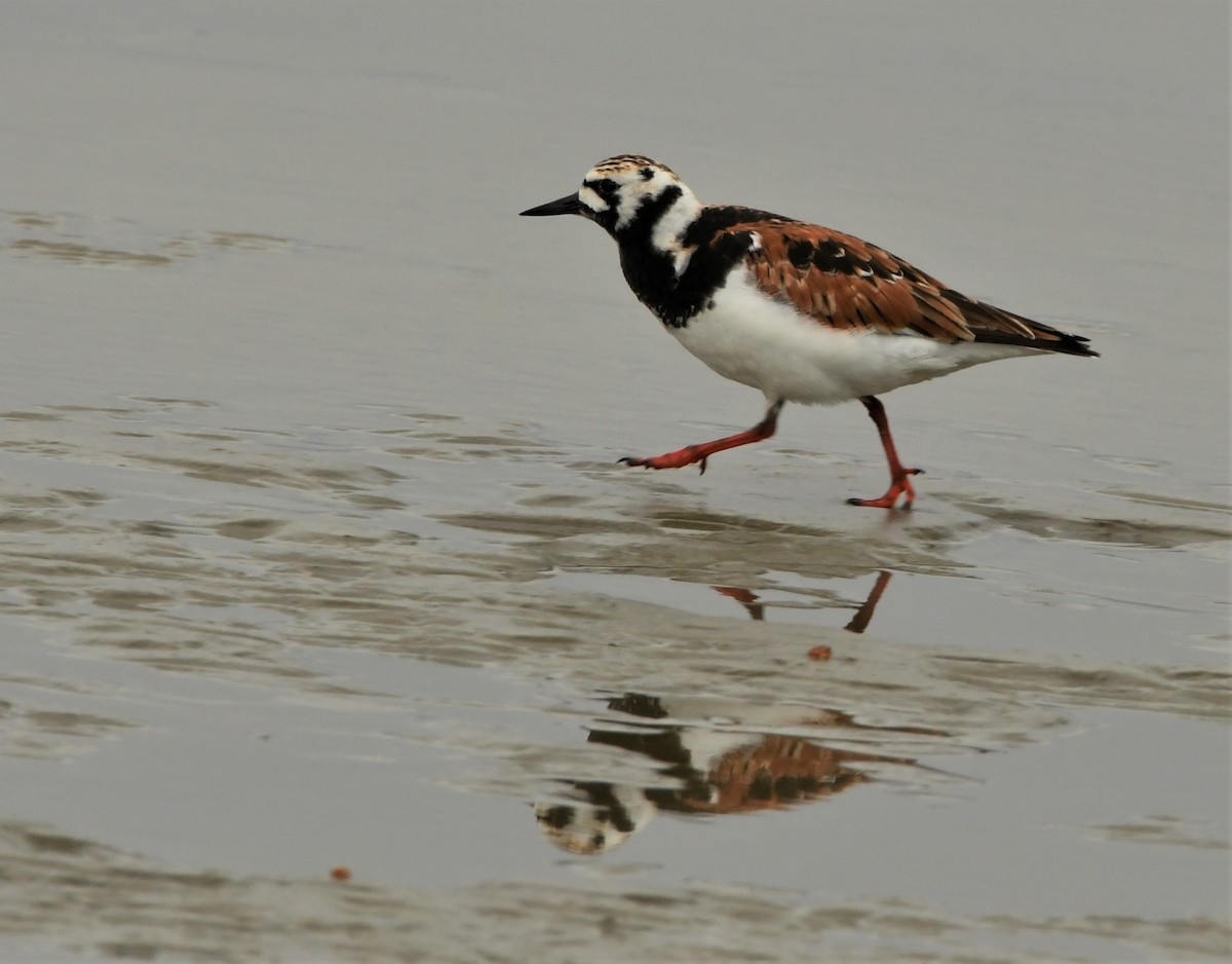 Ruddy Turnstone - ML343783031