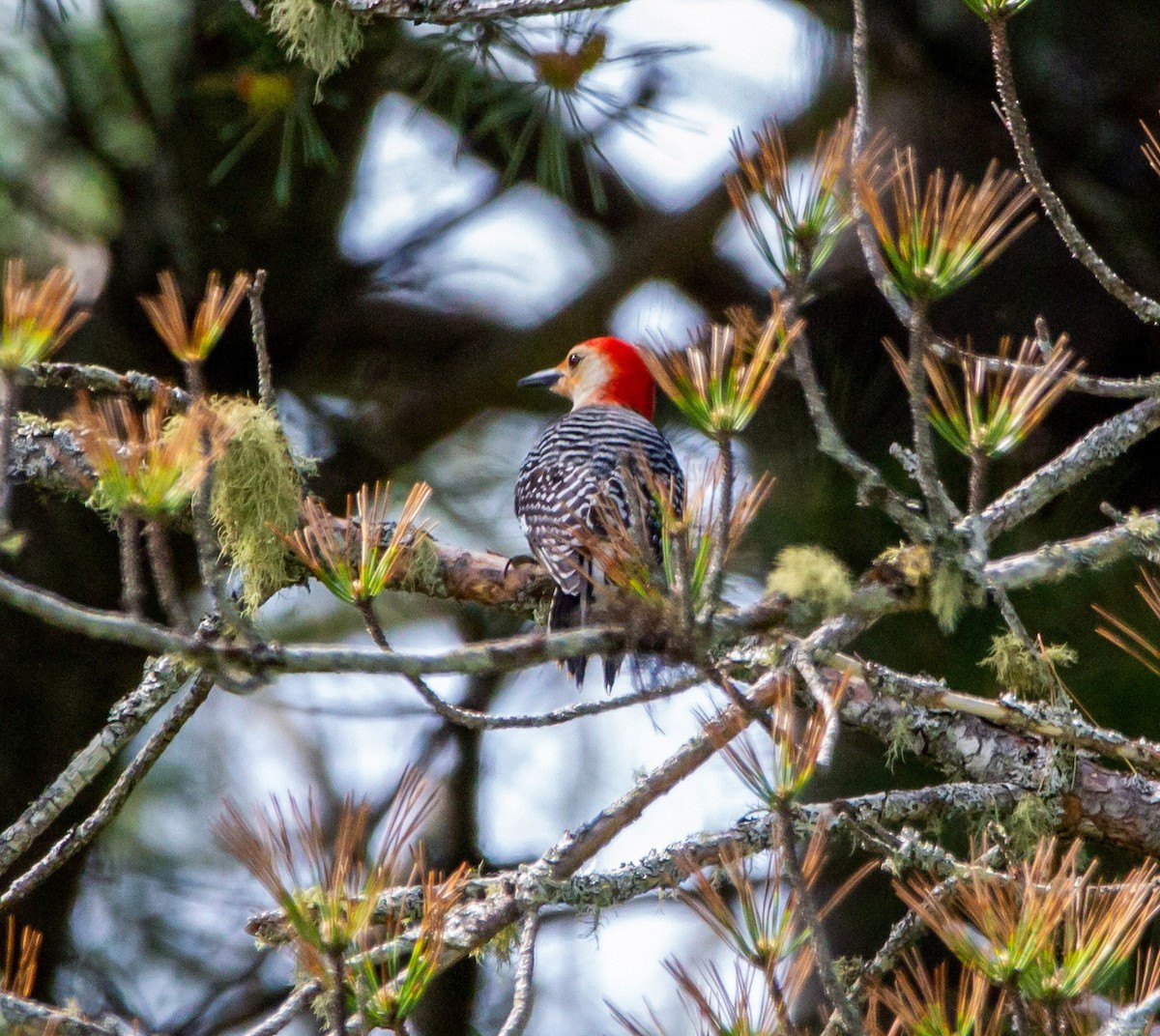 Red-bellied Woodpecker - ML343783371