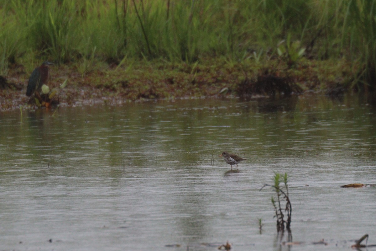 Spotted Sandpiper - ML343783951