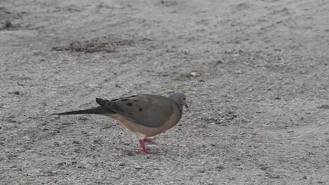 Mourning Dove - ML343783981