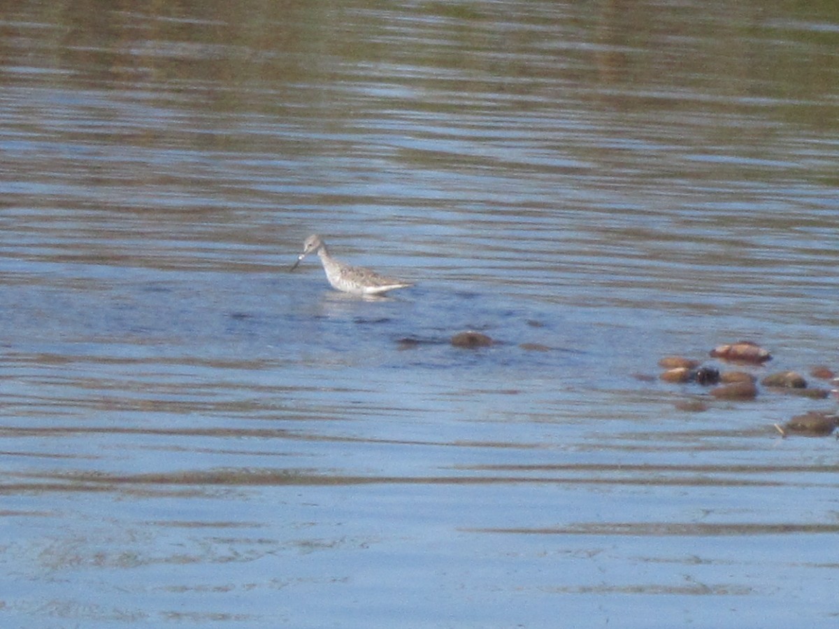 Greater Yellowlegs - ML343784011