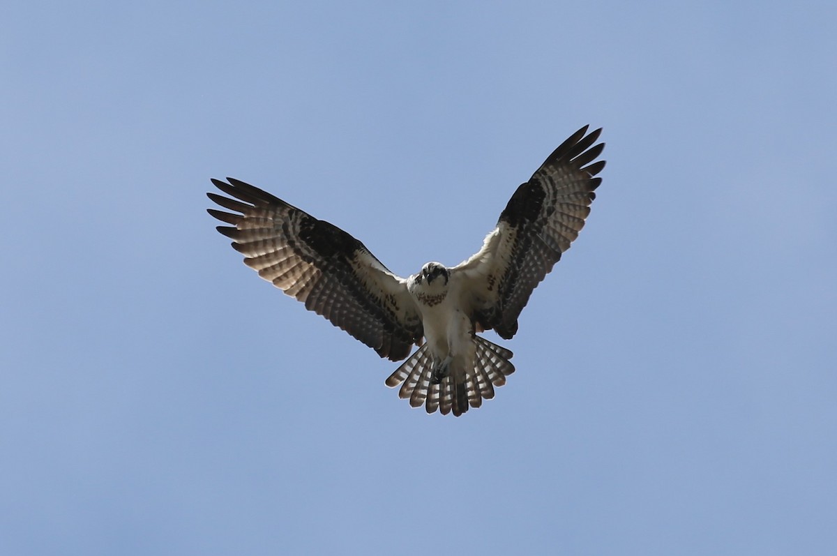 Osprey - ML343787251