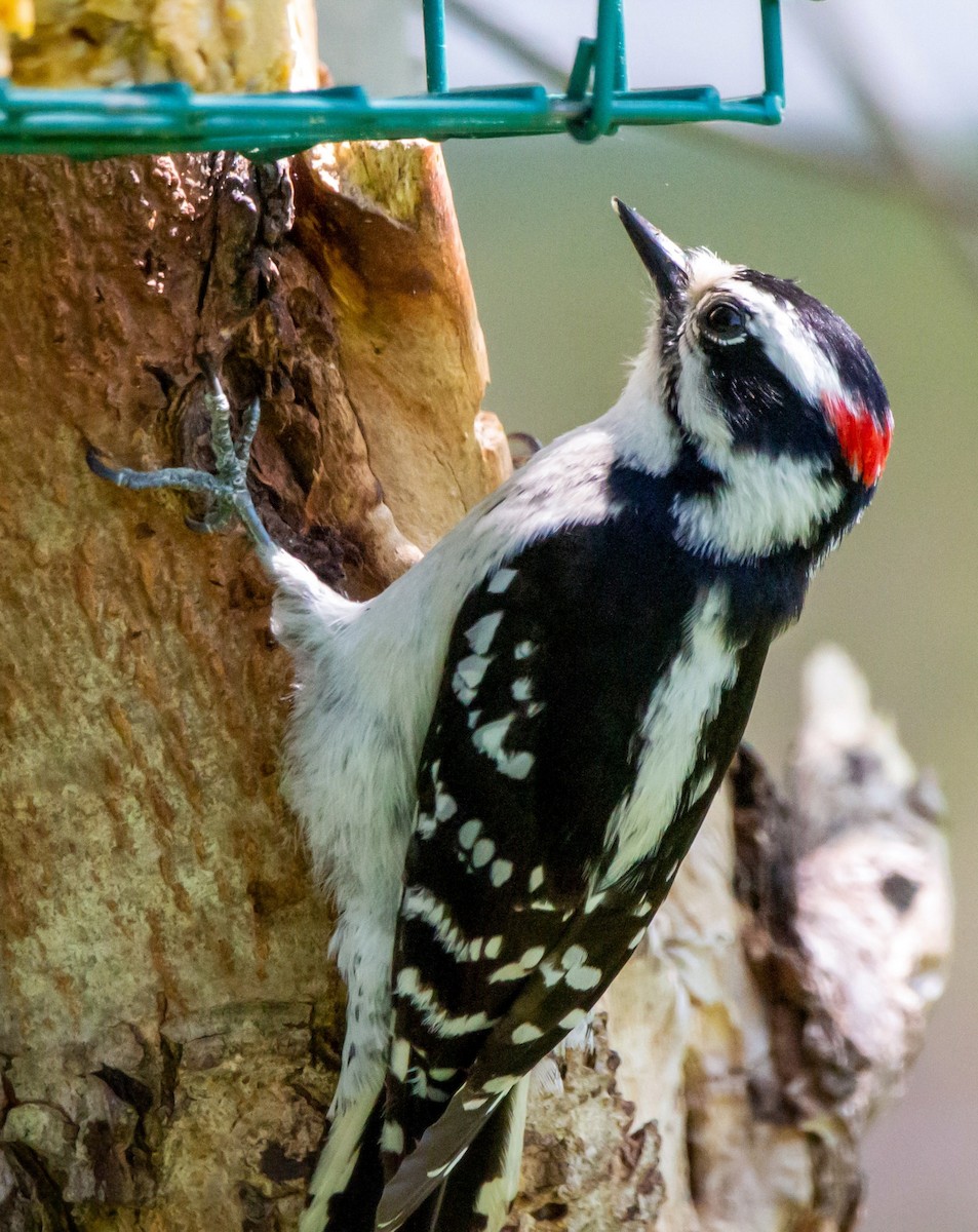 Downy Woodpecker - ML343791521