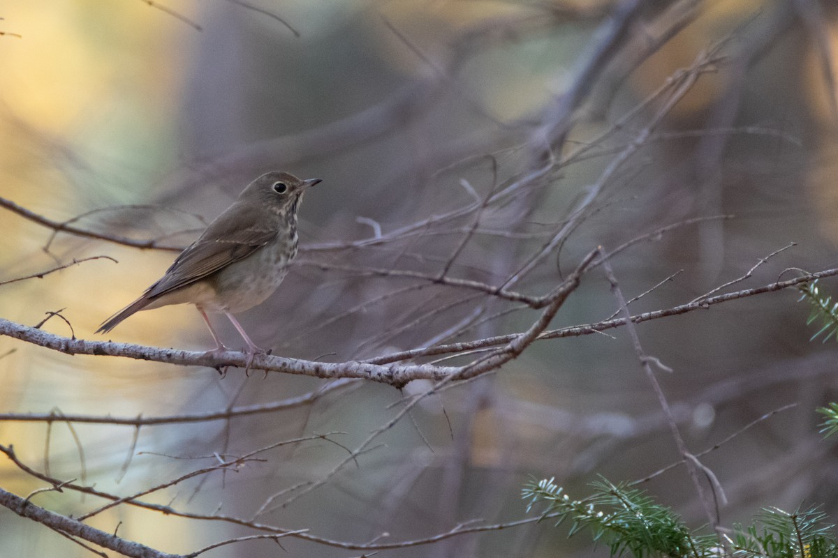 Hermit Thrush - ML343794011