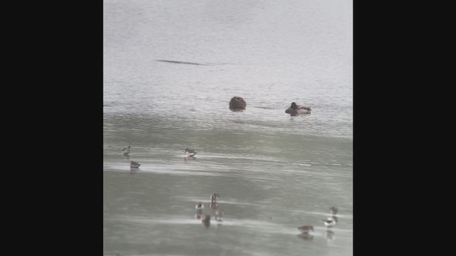 Red-necked Phalarope - ML343794081